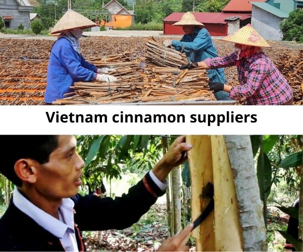 vietnam-cinnamon-suppliers-some-facts-to-distinguish-with-others-1