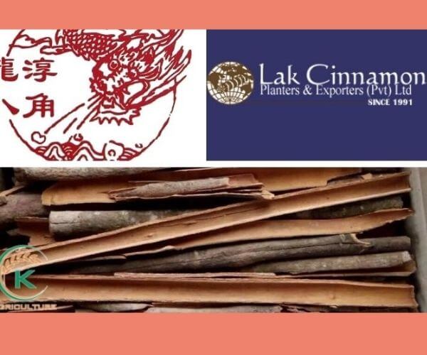 cinnamon-exporters-in-sri-lanka-the-wisdom-choice-to-cooperate-7