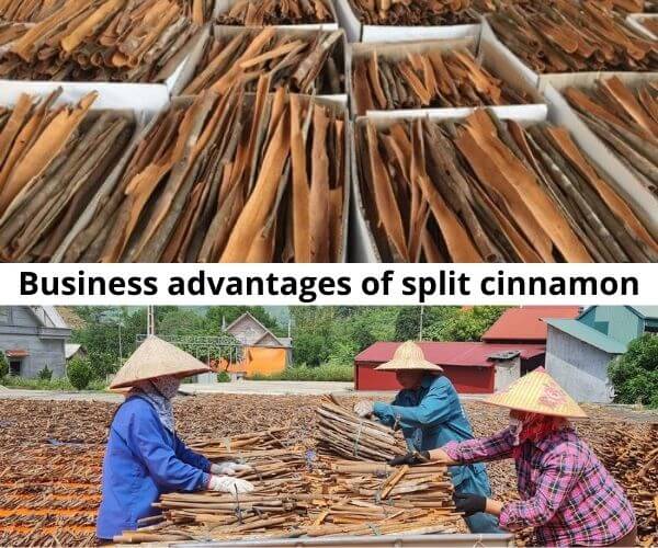 important-information-about-split-cinnamon-for-traders-in-the-world-5