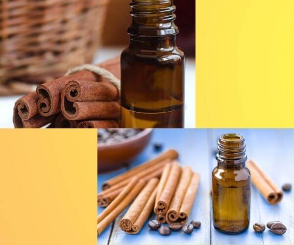 cinnamon-oil-bulk-natural-product-bring-great-revenue-for-vendors-2