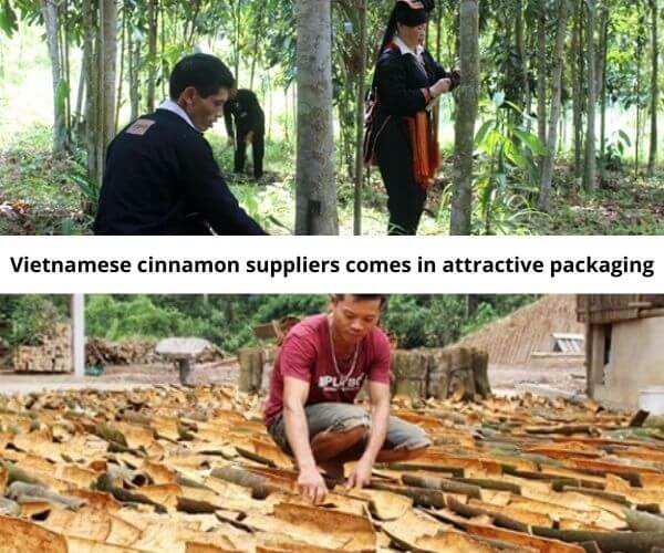 vietnam-cinnamon-suppliers-some-facts-to-distinguish-with-others-8