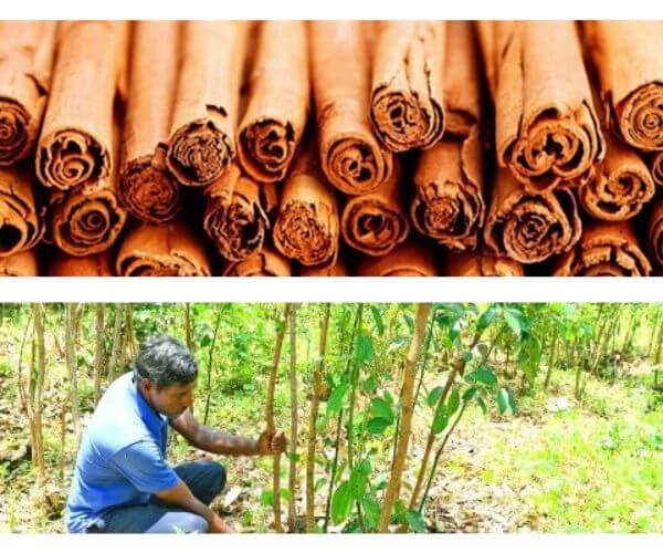 cinnamon-exporters-in-sri-lanka-the-wisdom-choice-to-cooperate-1