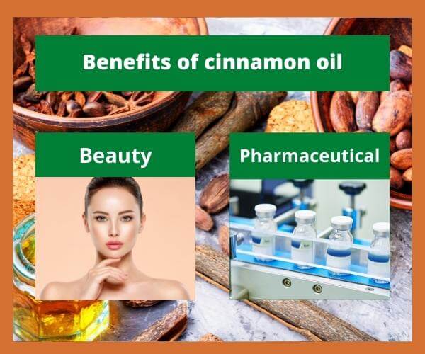 cinnamon-oil-factory-3. jpg