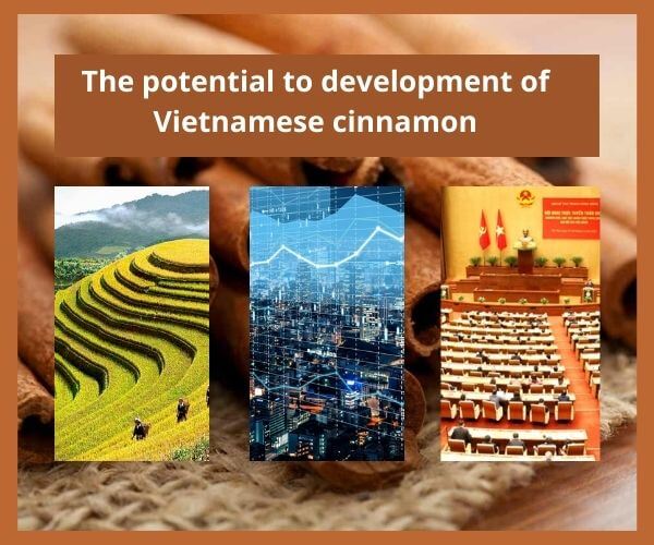 Vietnamese-cinnamon-vs-regular-cinnamon-5. jpg