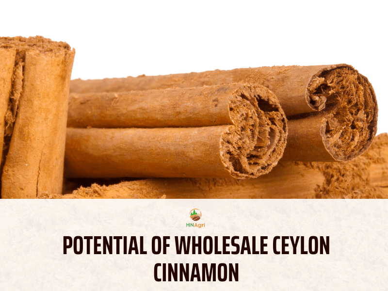 https://hncinnamon.com/wholesale-ceylon-cinnamon-for-the-newbie-you-must-know-1