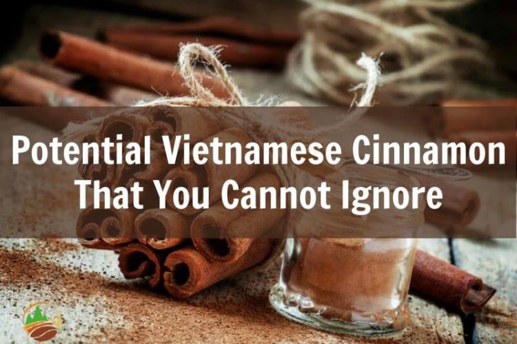 potential-vietnamese-cinnamon-that-you-cannot-ignore