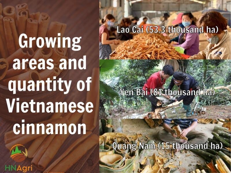 potential-vietnamese-cinnamon-that-you-cannot-ignore-3