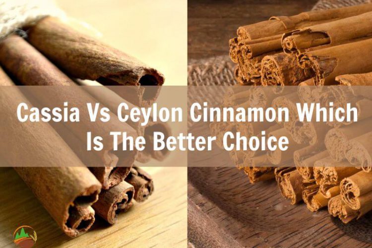 cassia-vs-ceylon-cinnamon-which-is-the-better-choice