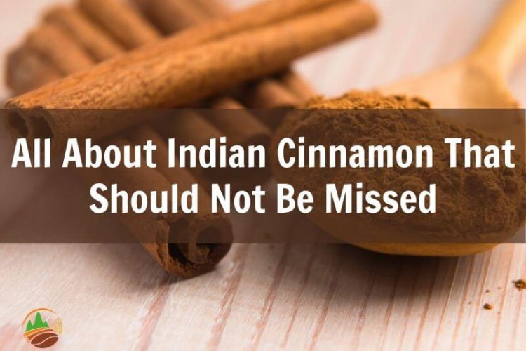 all-about-indian-cinnamon-that-should-not-be-missed