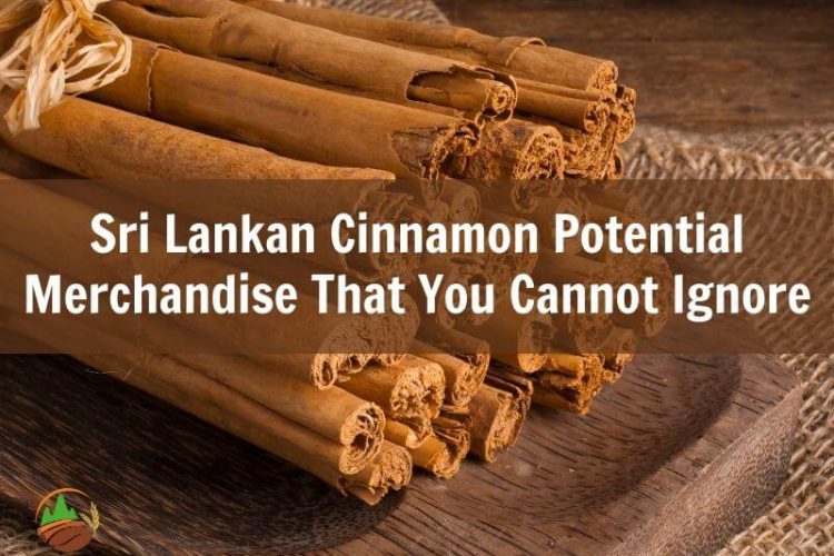 sri-lankan-cinnamon-potential-merchandise-that-you-cannot-ignore