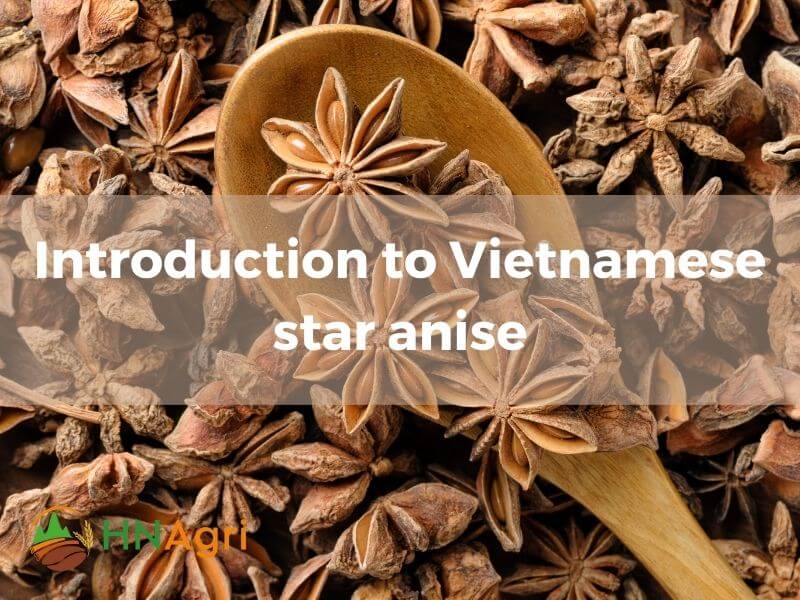quality-and-benefits-of-vietnamese-star-anise-for-wholesalers-1
