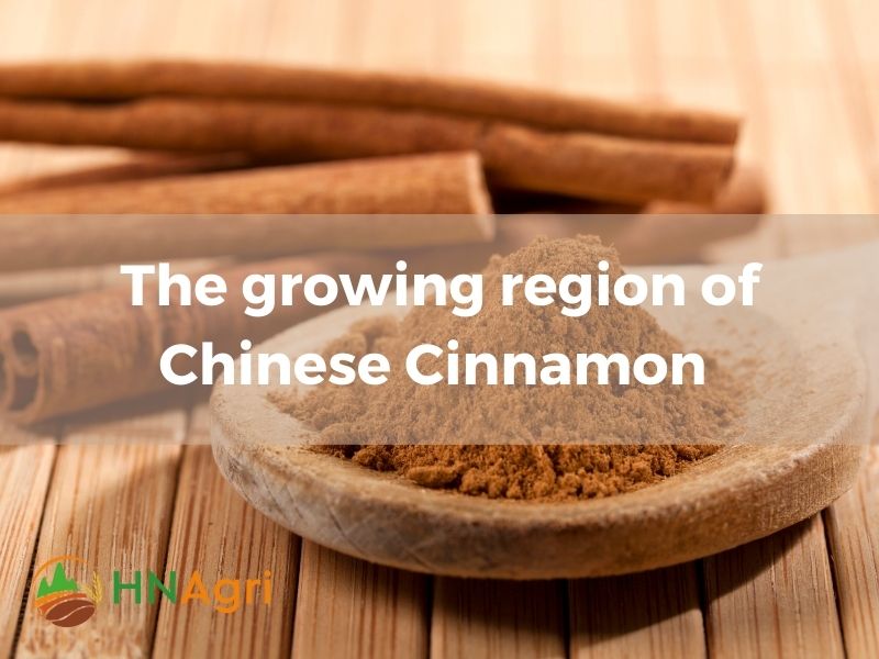 chinese-cinnamon-unveiled-insights-and-opportunities-for-wholesalers-1