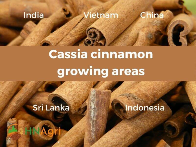 cassia-cinnamon-a-wholesale-guide-to-maximum-profit-margins-3