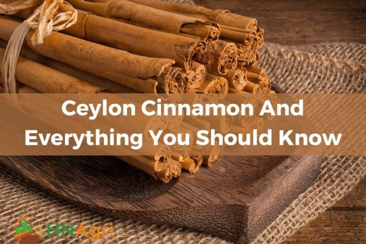 ceylon-cinnamon-and-everything-you-should-know-1