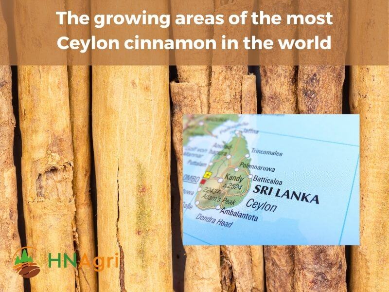 ceylon-cinnamon-and-everything-you-should-know-5