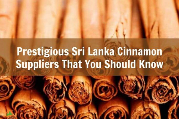 prestigious-sri-lanka-cinnamon-suppliers-that-you-should-know