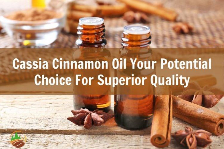 cassia-cinnamon-oil-your-potential-choice-for-superior-quality