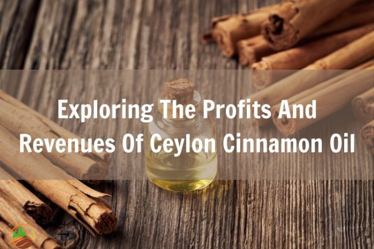 exploring-the-profits-and-revenues-of-ceylon-cinnamon-oil