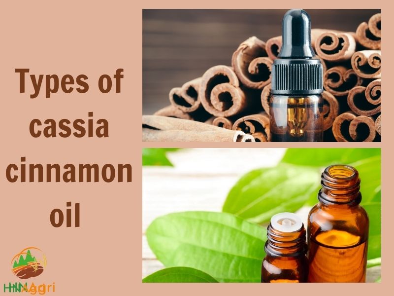 cassia-cinnamon-oil-your-potential-choice-for-superior-quality-1