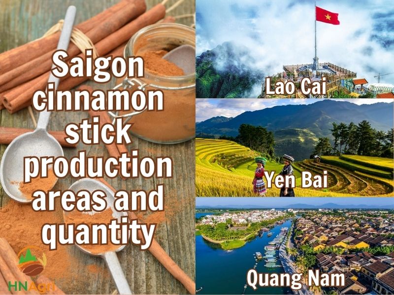 the-potential-capabilities-of-saigon-cinnamon-sticks-3