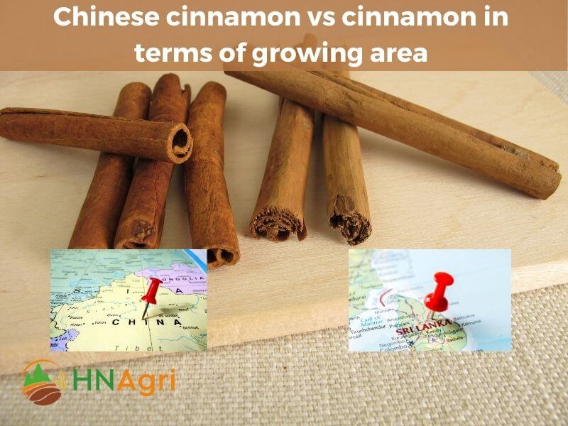 chinese-cinnamon-vs-cinnamon-a-comprehensive-comparison-4
