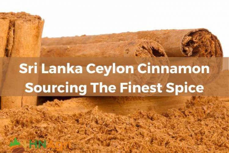 sri-lanka-ceylon-cinnamon-sourcing-the-finest-spice-1