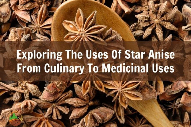 exploring-the-uses-of-star-anise-from-culinary-to-medicinal-uses