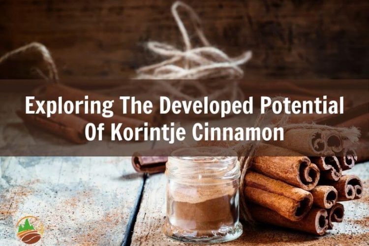 exploring-the-developed-potential-of-korintje-cinnamon