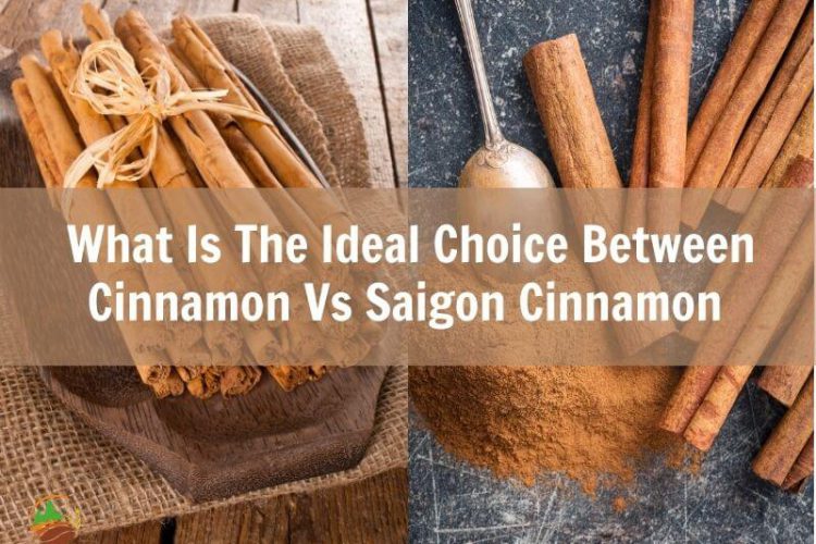 what-is-the-ideal-choice-between-cinnamon-vs-saigon-cinnamon