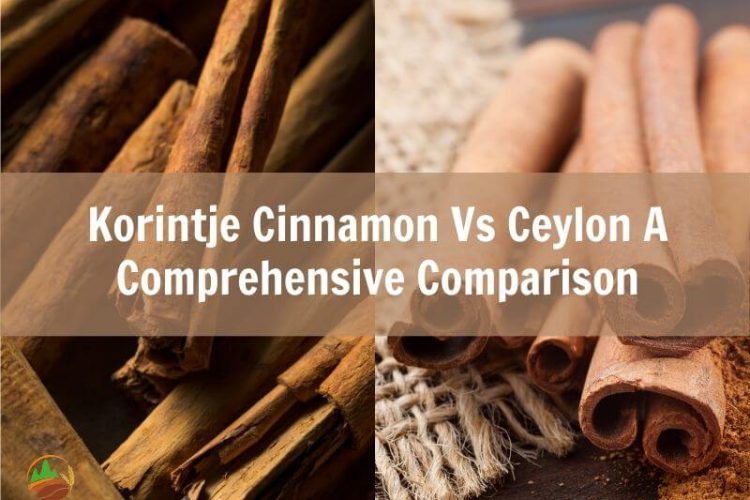 korintje-cinnamon-vs-ceylon-a-comprehensive-comparison