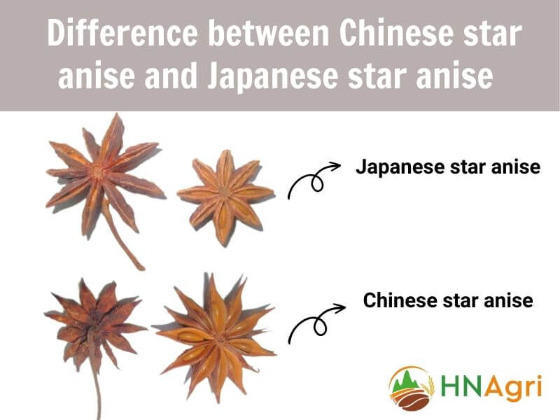 chinese-star-anise-the-essential-spice-for-wholesalers-3