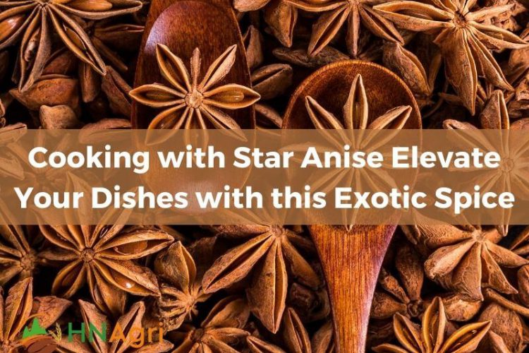 cooking-with-star-anise-elevate-your-dishes-with-this-exotic-spice-1