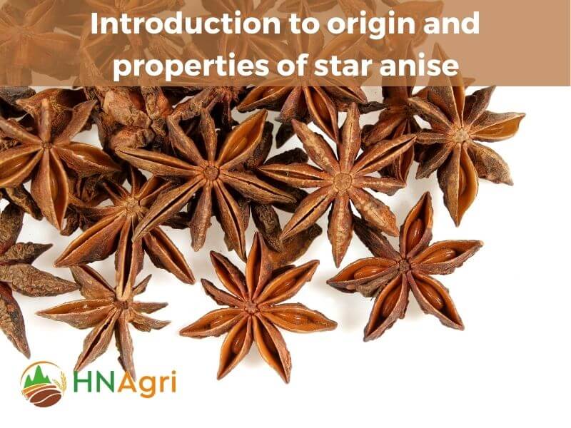 top-5-amazing-benefits-of-star-anise-and-useful-applications-2
