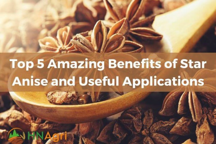 top-5-amazing-benefits-of-star-anise-and-useful-applications-1