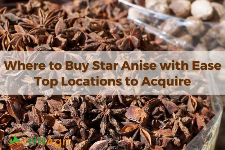 where-to-buy-star-anise-with-ease-top-locations-to-acquire-1