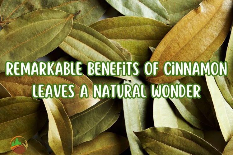 remarkable-benefits-of-cinnamon-leaves-a-natural-wonder