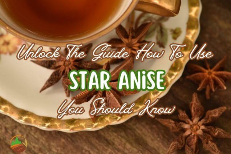 unlock-the-guide-how-to-use-star-anise-you-should-know