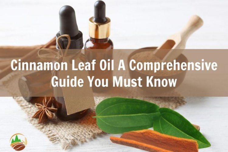 cinnamon-leaf-oil-a-comprehensive-guide-you-must-know