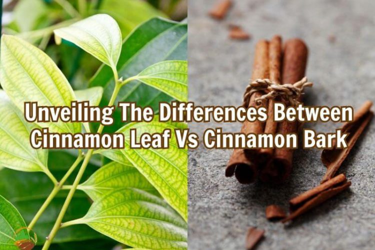 unveil-the-differences-between-cinnamon-leaf-vs-cinnamon-bark