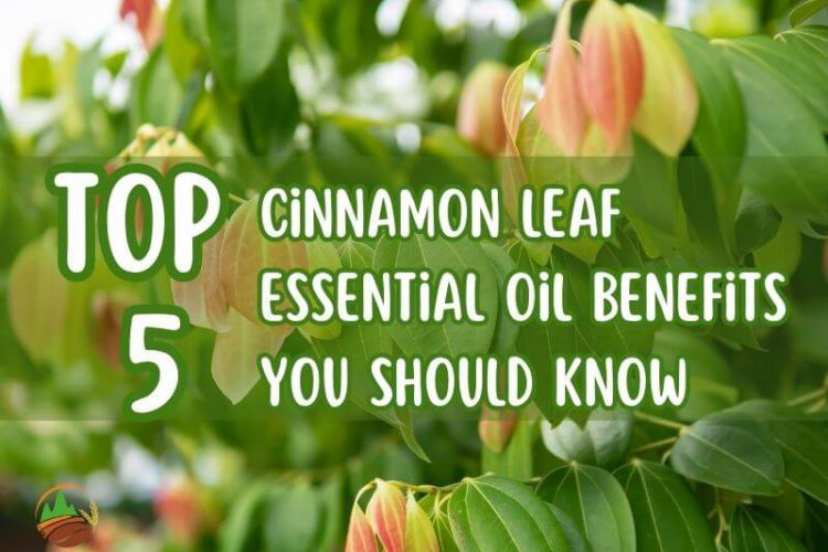 top-4-cinnamon-leaf-essential-oil-benefits-you-should-know