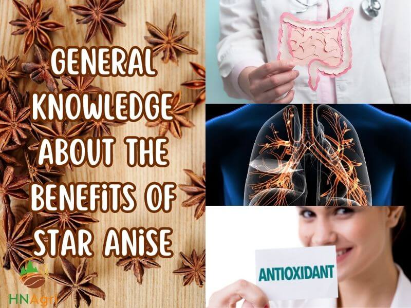 unlock-the-guide-how-to-use-star-anise-you-should-know-1