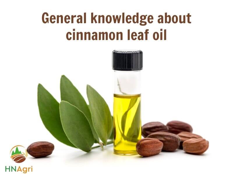 cinnamon-leaf-oil-a-comprehensive-guide-you-must-know-1