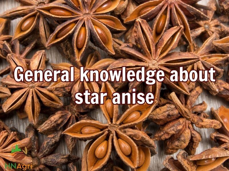 discover-the-remarkable-star-anise-benefits-for-skin-1