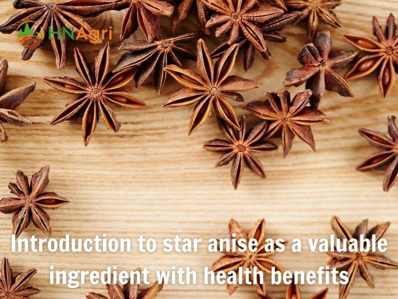 star-anise-health-benefits-must-know-for-wholesalers-in-the-industry-2