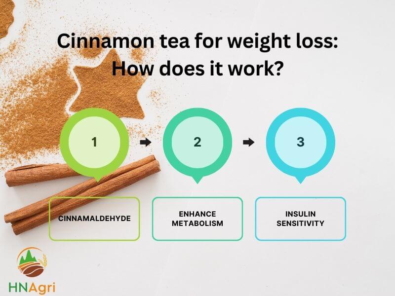 finding-the-potential-of-cinnamon-tea-for-weight-loss-1