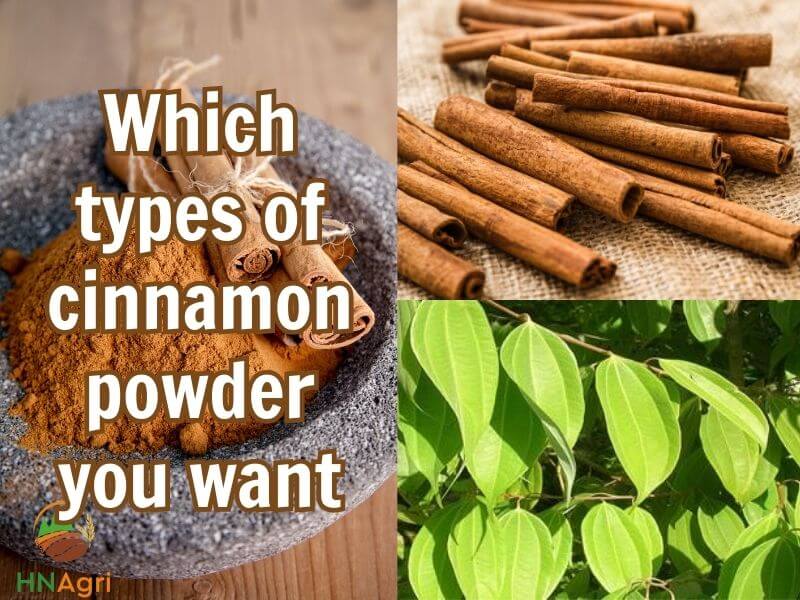 sourcing-where-to-buy-cinnamon-powder-for-the-best-quality-1