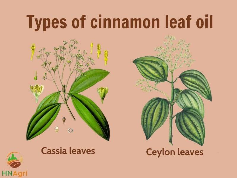 cinnamon-leaf-oil-a-comprehensive-guide-you-must-know-2