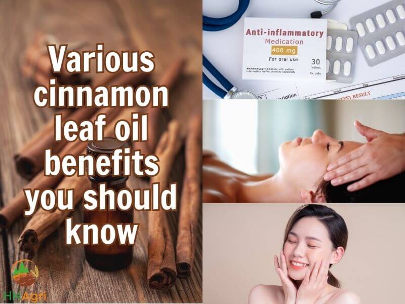 cinnamon-leaf-oil-a-comprehensive-guide-you-must-know-3