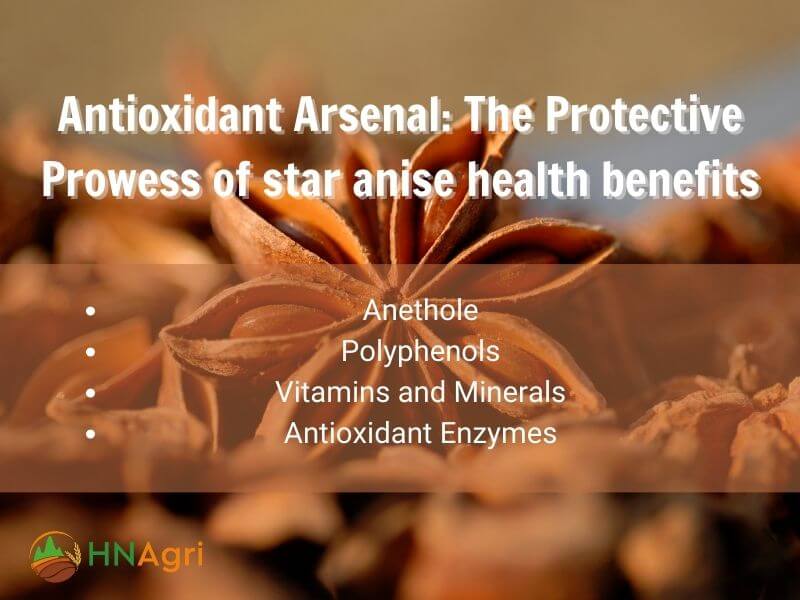 star-anise-health-benefits-must-know-for-wholesalers-in-the-industry-5