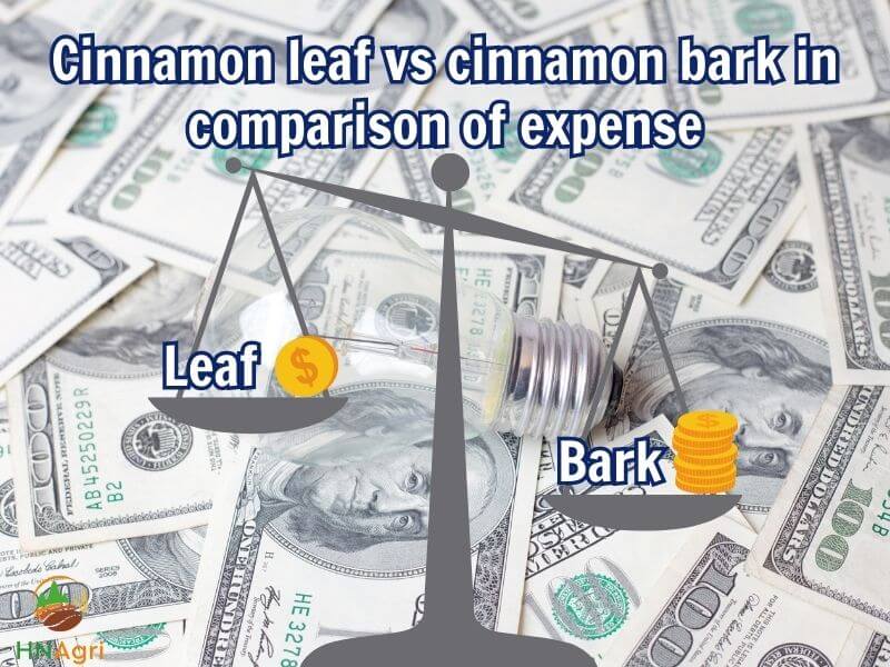 unveil-the-differences-between-cinnamon-leaf-vs-cinnamon-bark-5